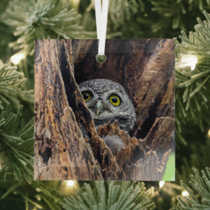Niedliche Kleintiere Gepunktete Owlet Ornament Aus Glas