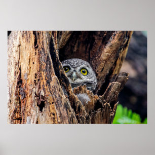 Niedliche Kleintiere Gepunktete Owlet Poster