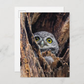 Niedliche Kleintiere | Gepunktete Owlet Postkarte (Vorne/Hinten)