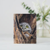 Niedliche Kleintiere | Gepunktete Owlet Postkarte (Stehend Vorderseite)