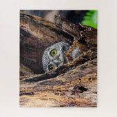 Niedliche Kleintiere | Gepunktete Owlet Puzzle (Vertikal)