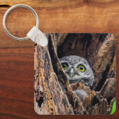 Niedliche Kleintiere | Gepunktete Owlet Schlüsselanhänger (Vorderseite)