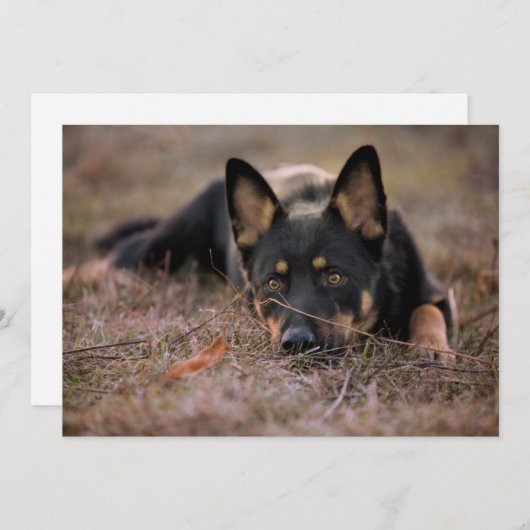 Niedliche Kleintiere | German Shepherd Puppy Dankeskarte (Vorne/Hinten)