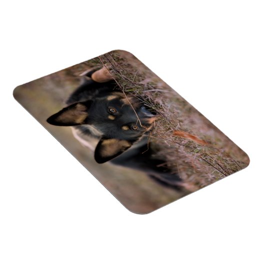 Niedliche Kleintiere | German Shepherd Puppy Magnet (Rechte Seite)