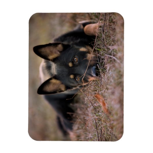 Niedliche Kleintiere | German Shepherd Puppy Magnet (Vertikal)
