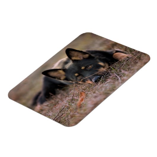 Niedliche Kleintiere | German Shepherd Puppy Magnet (Linke Seite)