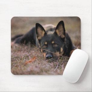 Niedliche Kleintiere   German Shepherd Puppy Mousepad