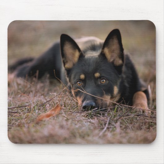 Niedliche Kleintiere | German Shepherd Puppy Mousepad (Vorne)