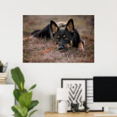 Niedliche Kleintiere | German Shepherd Puppy Poster (Heimbüro)