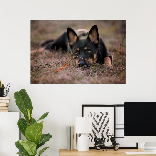 Niedliche Kleintiere | German Shepherd Puppy Poster (Heimbüro)