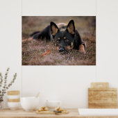 Niedliche Kleintiere | German Shepherd Puppy Poster (Küche)