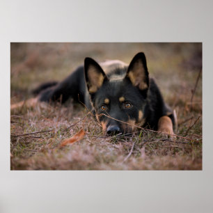 Niedliche Kleintiere   German Shepherd Puppy Poster
