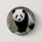 Niedliche Kleintiere | Giant Panda Baby Button (Vorderseite)