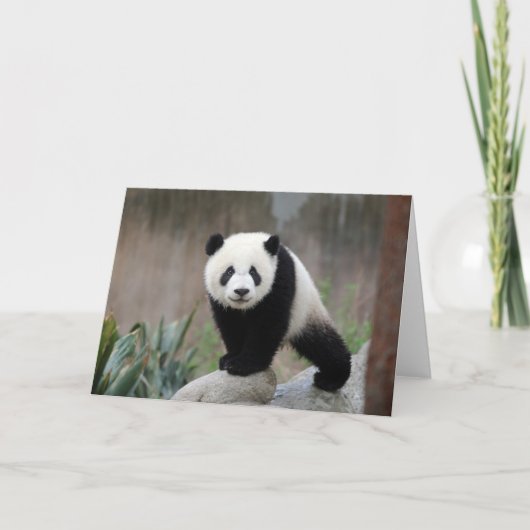 Niedliche Kleintiere | Giant Panda Baby Karte (Vorderseite)