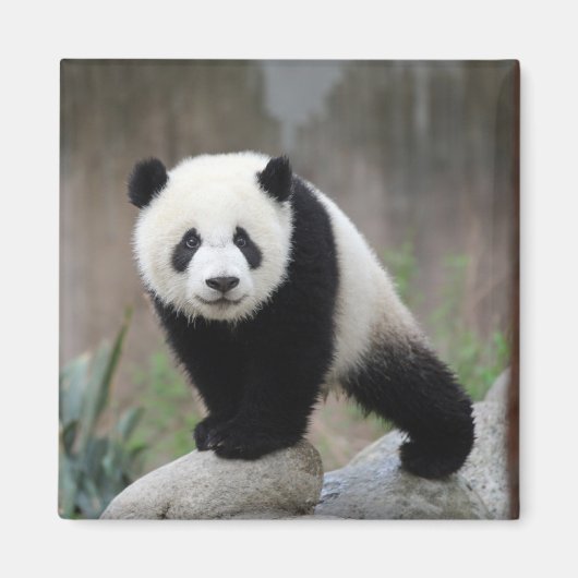 Niedliche Kleintiere | Giant Panda Baby Magnet (Vorne)
