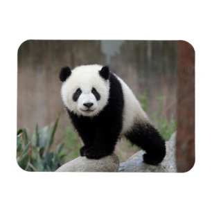 Niedliche Kleintiere   Giant Panda Baby Magnet