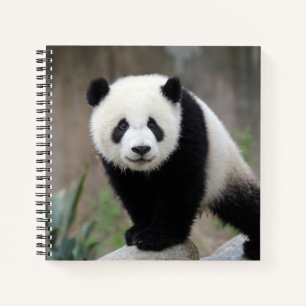 Niedliche Kleintiere Giant Panda Baby Notizblock