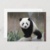 Niedliche Kleintiere | Giant Panda Baby Postkarte (Vorne/Hinten)
