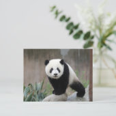 Niedliche Kleintiere | Giant Panda Baby Postkarte (Stehend Vorderseite)