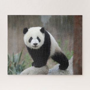 Niedliche Kleintiere Giant Panda Baby Puzzle