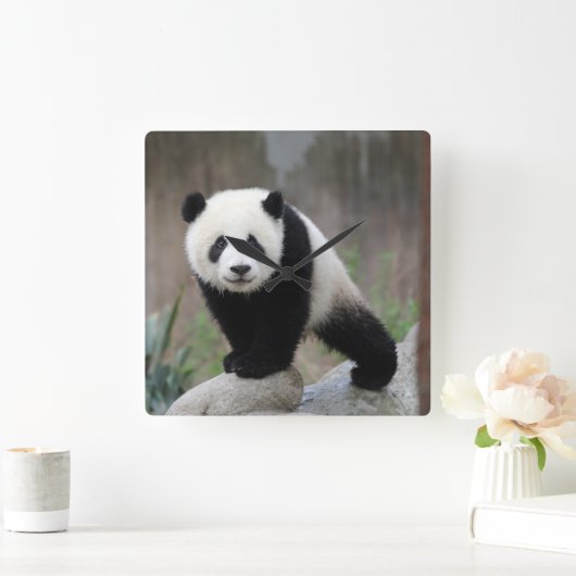 Niedliche Kleintiere | Giant Panda Baby Quadratische Wanduhr (Zuhause)