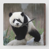 Niedliche Kleintiere | Giant Panda Baby Quadratische Wanduhr (Vorderseite)