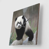 Niedliche Kleintiere | Giant Panda Baby Quadratische Wanduhr (Winkel)