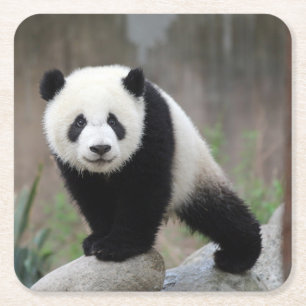Niedliche Kleintiere Giant Panda Baby Rechteckiger Pappuntersetzer