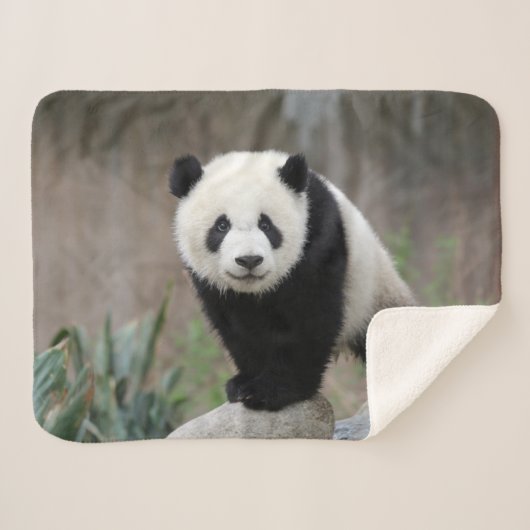 Niedliche Kleintiere | Giant Panda Baby Sherpadecke (Vorderseite (Horizontal))