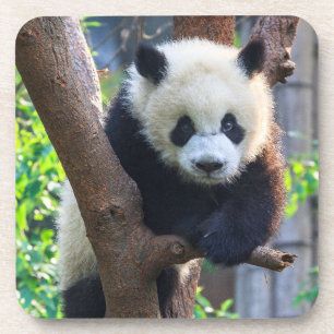 Niedliche Kleintiere Giant Panda Cub Getränkeuntersetzer