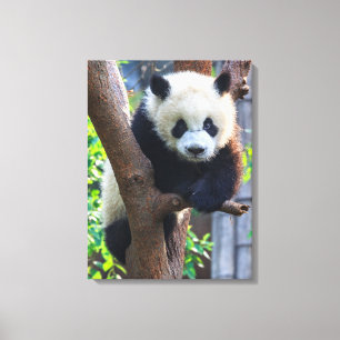 Niedliche Kleintiere Giant Panda Cub Leinwanddruck