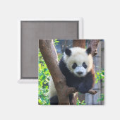 Niedliche Kleintiere | Giant Panda Cub Magnet (Vorderseite/Rückseite)