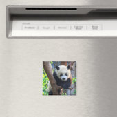 Niedliche Kleintiere | Giant Panda Cub Magnet (In Situ (Geschirrspüler))