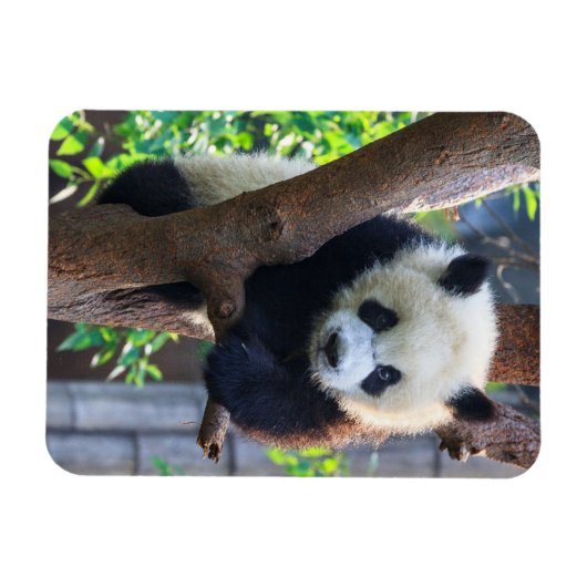Niedliche Kleintiere | Giant Panda Cub Magnet (Horizontal)