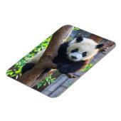 Niedliche Kleintiere | Giant Panda Cub Magnet (Linke Seite)