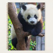 Niedliche Kleintiere | Giant Panda Cub Planer (Vorderseite)