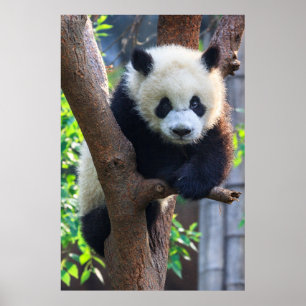 Niedliche Kleintiere   Giant Panda Cub Poster
