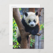 Niedliche Kleintiere | Giant Panda Cub Postkarte (Vorne/Hinten)