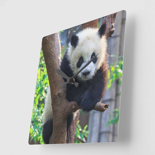 Niedliche Kleintiere | Giant Panda Cub Quadratische Wanduhr (Winkel)