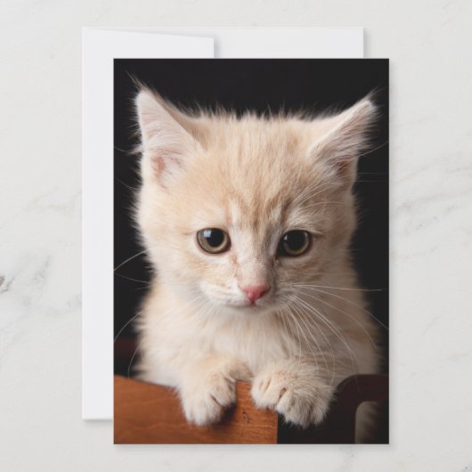 Niedliche Kleintiere | Ginger Kitten Dankeskarte (Vorderseite)