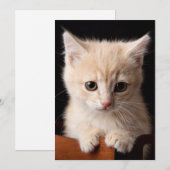 Niedliche Kleintiere | Ginger Kitten Dankeskarte (Vorne/Hinten)