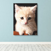 Niedliche Kleintiere | Ginger Kitten Leinwanddruck (Insitu (Holzboden))