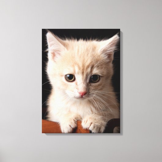 Niedliche Kleintiere | Ginger Kitten Leinwanddruck (Vorderseite)