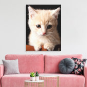 Niedliche Kleintiere | Ginger Kitten Leinwanddruck (Insitu (Wohnzimmer))