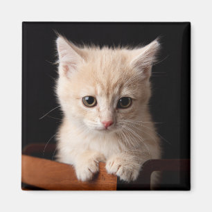 Niedliche Kleintiere Ginger Kitten Magnet