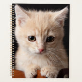 Niedliche Kleintiere | Ginger Kitten Planer (Vorderseite)