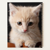Niedliche Kleintiere | Ginger Kitten Planer (Rückseite)