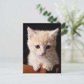 Niedliche Kleintiere | Ginger Kitten Postkarte (Stehend Vorderseite)