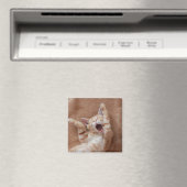Niedliche Kleintiere | Ginger Kitten Yawning Magnet (In Situ (Geschirrspüler))