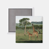 Niedliche Kleintiere | Giraffe Calf & Mama Magnet (Vorderseite/Rückseite)